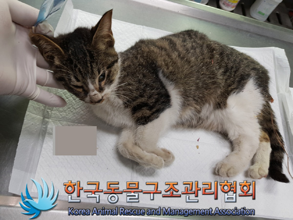한국동물구조관리협회_411300202400646
